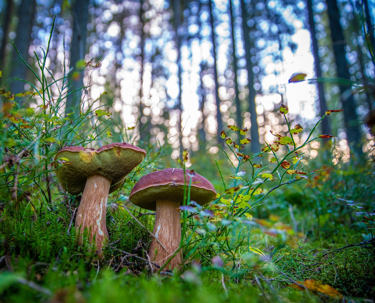 mushrooms  bor  white free photo