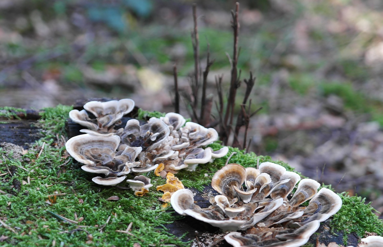 mushrooms  forest  forest floor free photo