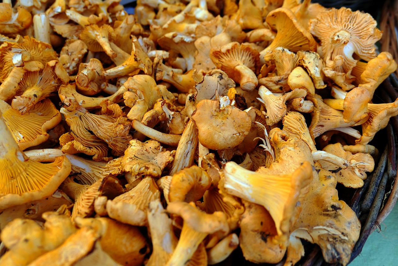 mushrooms  chanterelles  delicious free photo