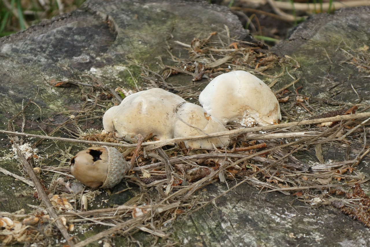 mushrooms  autumn  forest free photo