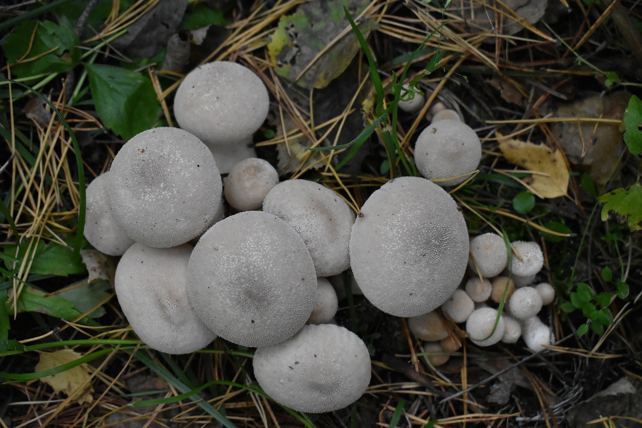mushrooms  rain cover  forest free photo