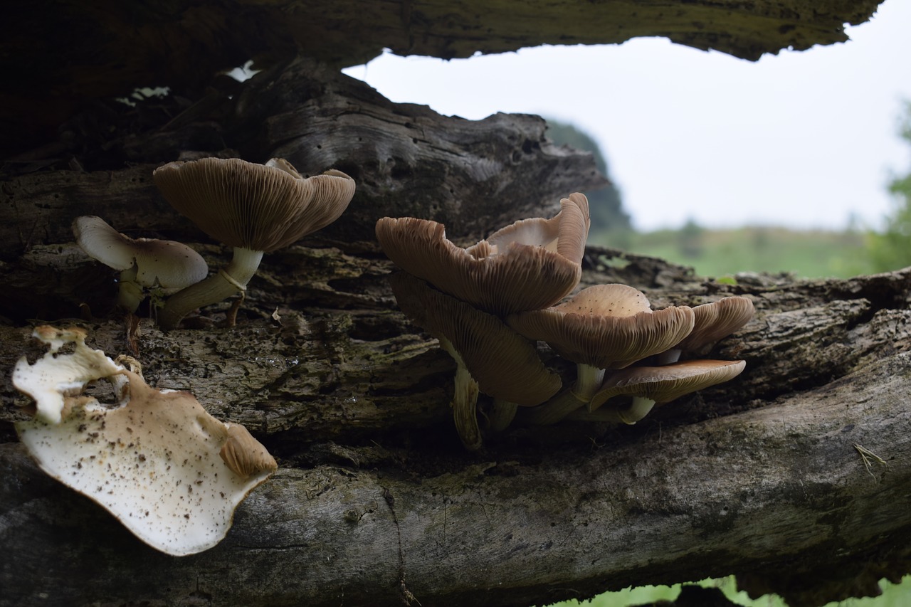 mushrooms  landscape  nature free photo