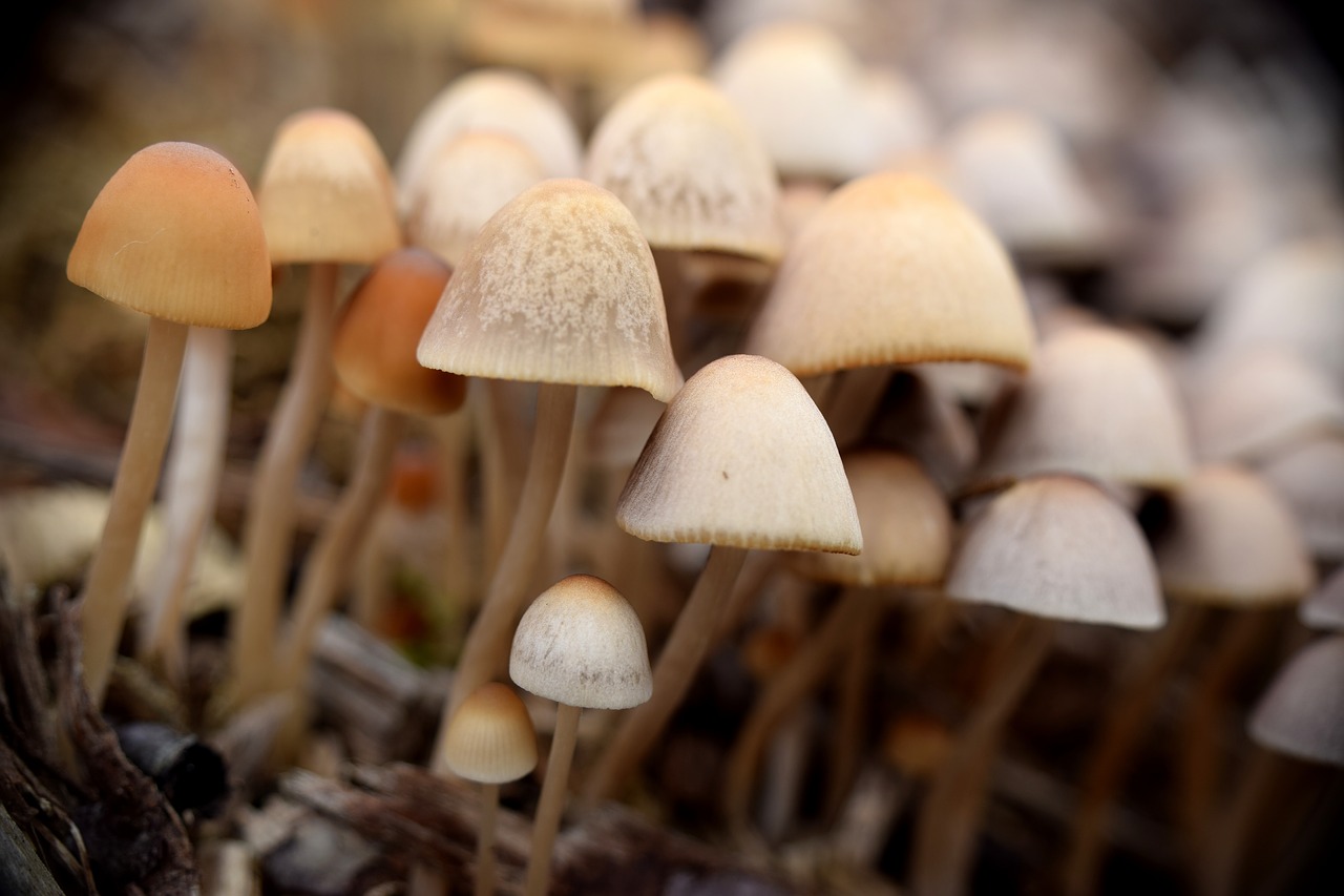 mushrooms  autumn  nature free photo