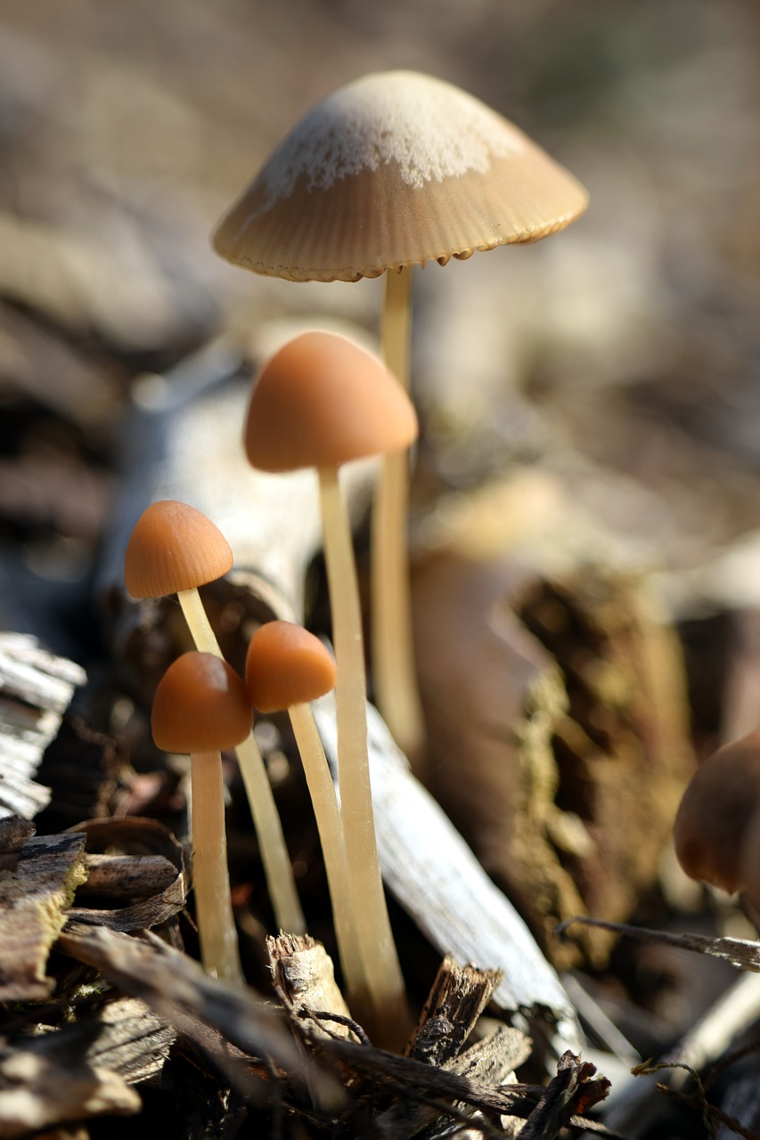 mushrooms  autumn  nature free photo