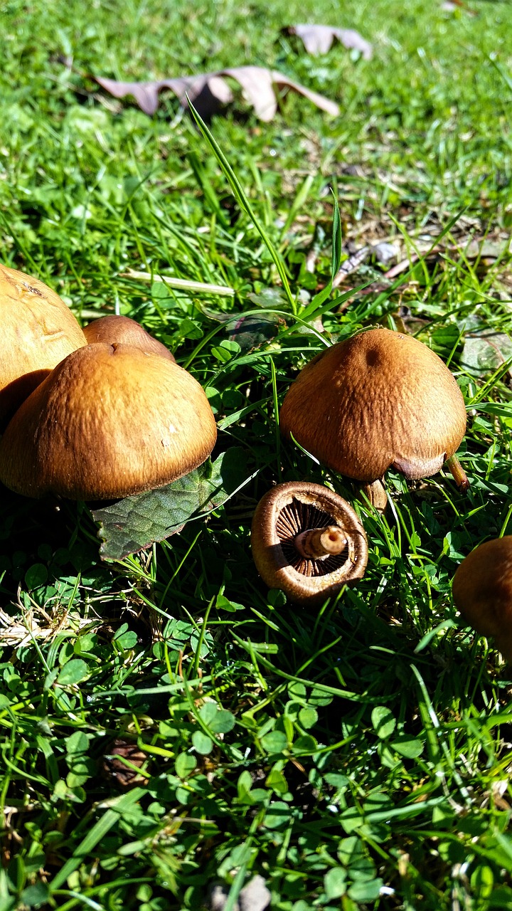 mushrooms  wild mushrooms  brown free photo
