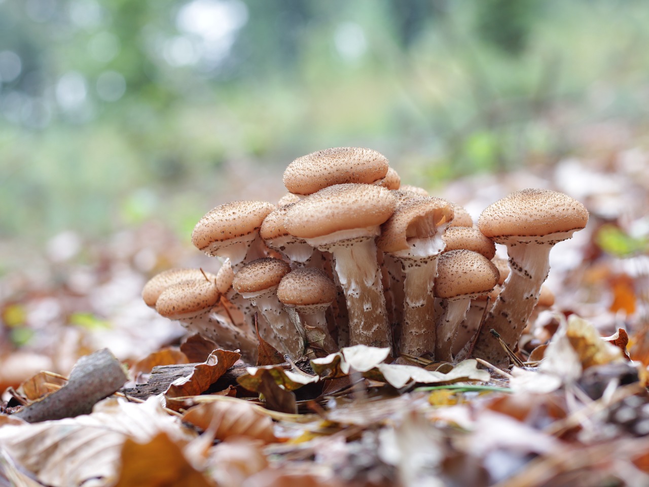 mushrooms  autumn  brown free photo