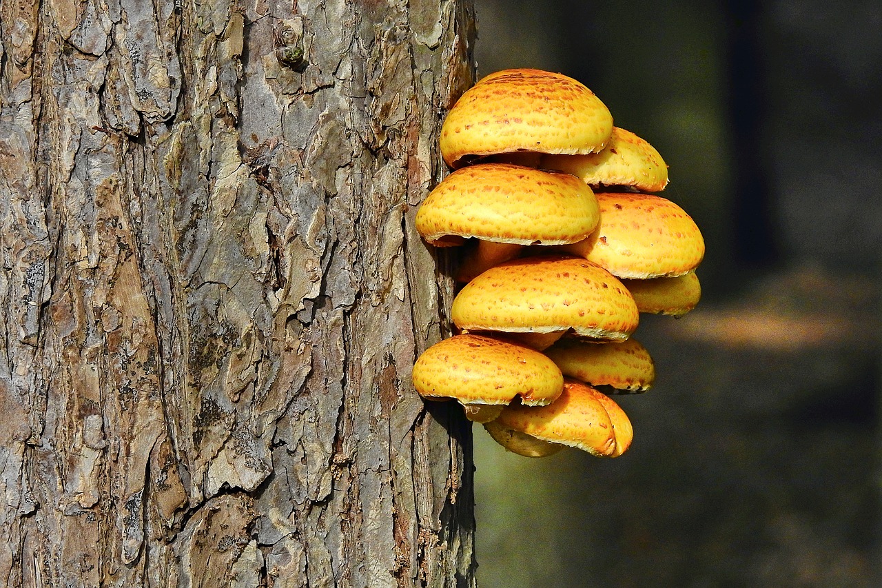 mushrooms  the bark  tree free photo