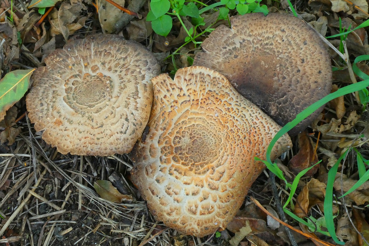 mushrooms  autumn  forest free photo