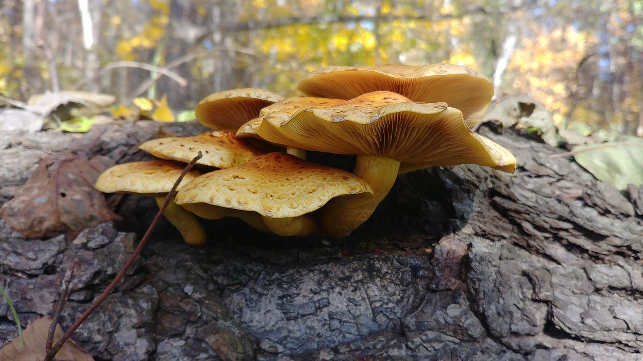 mushrooms  autumn  nature free photo