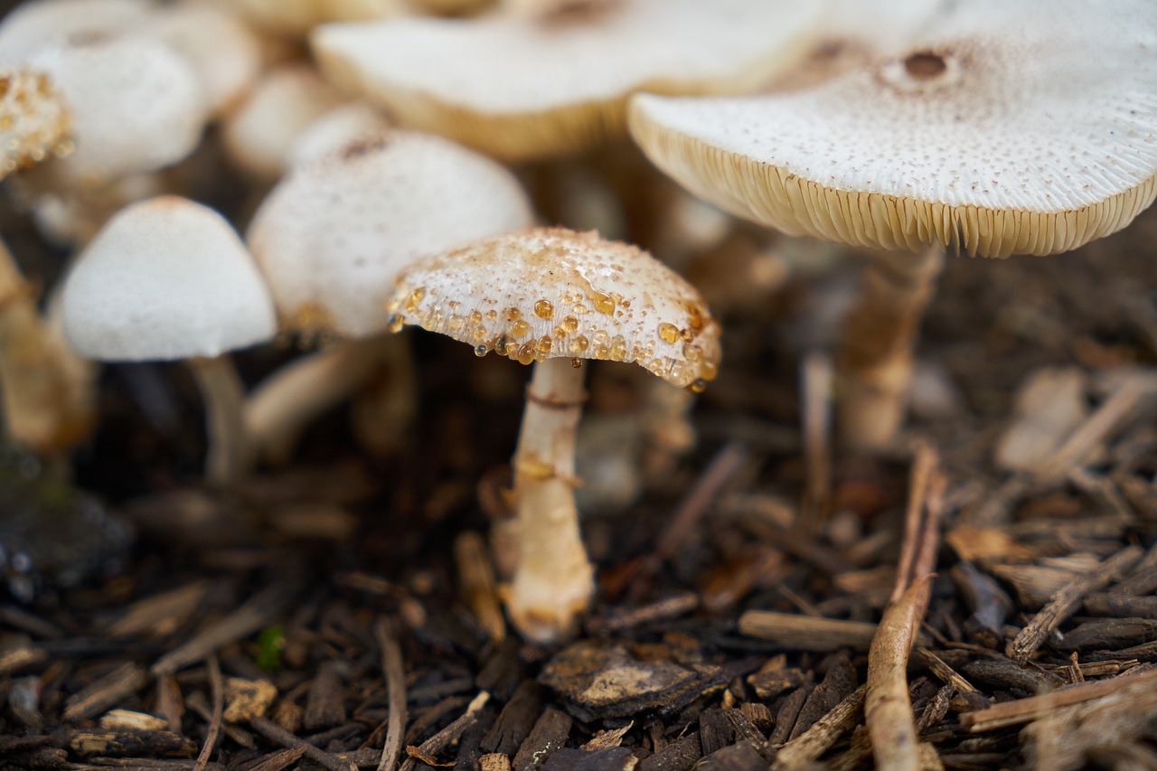 mushrooms  autumn  nature free photo