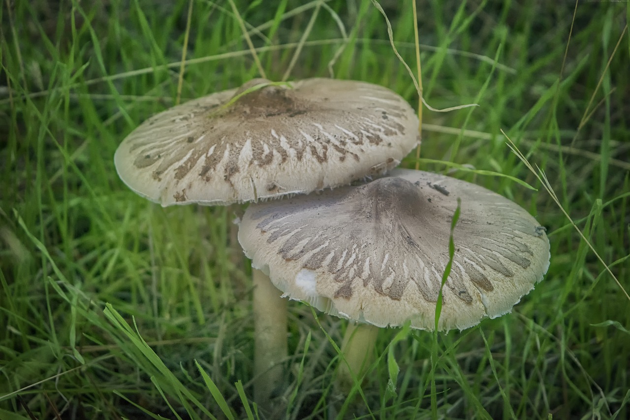 mushrooms  forest  autumn free photo