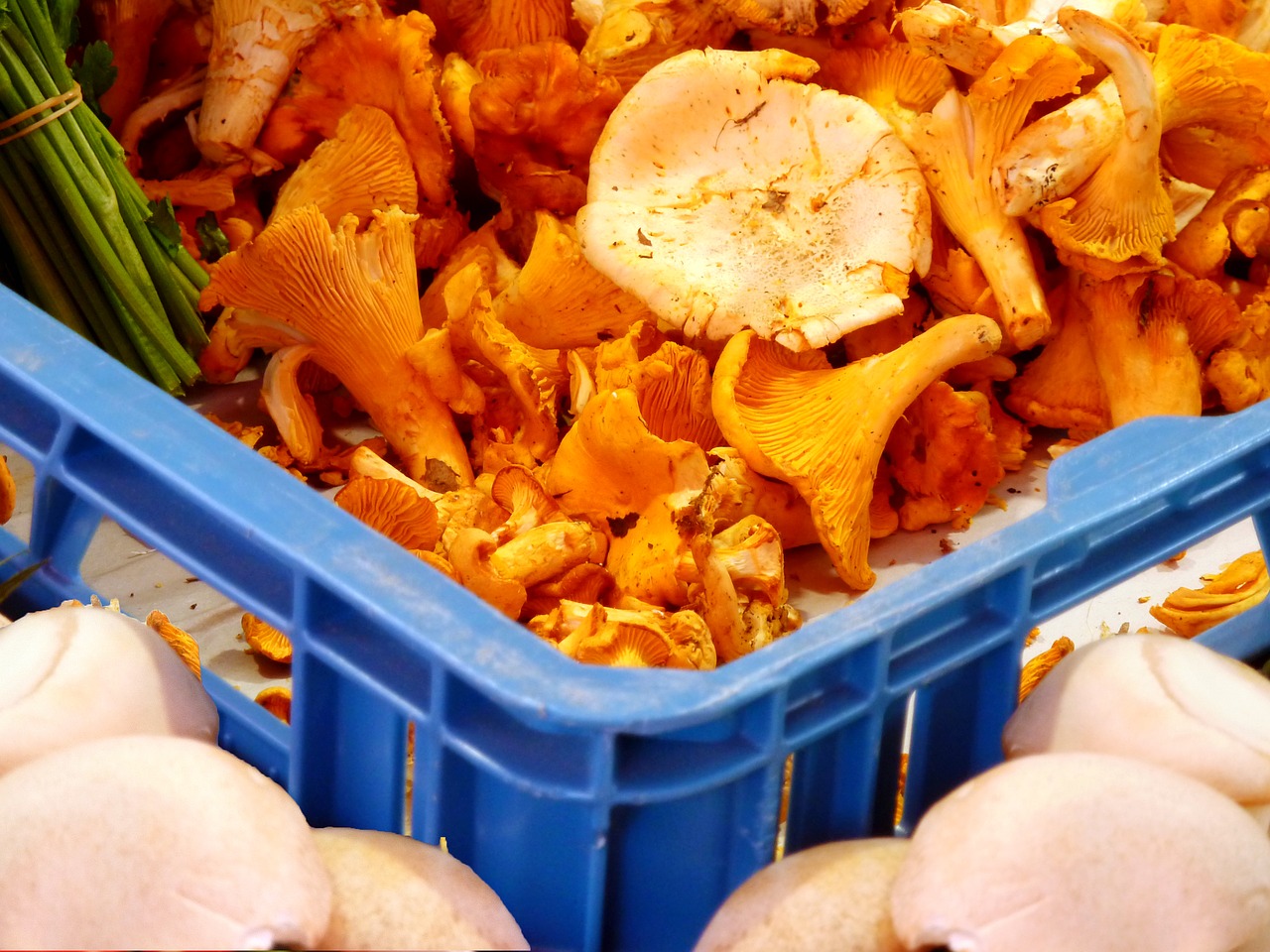 mushrooms  chanterelles  delicious free photo