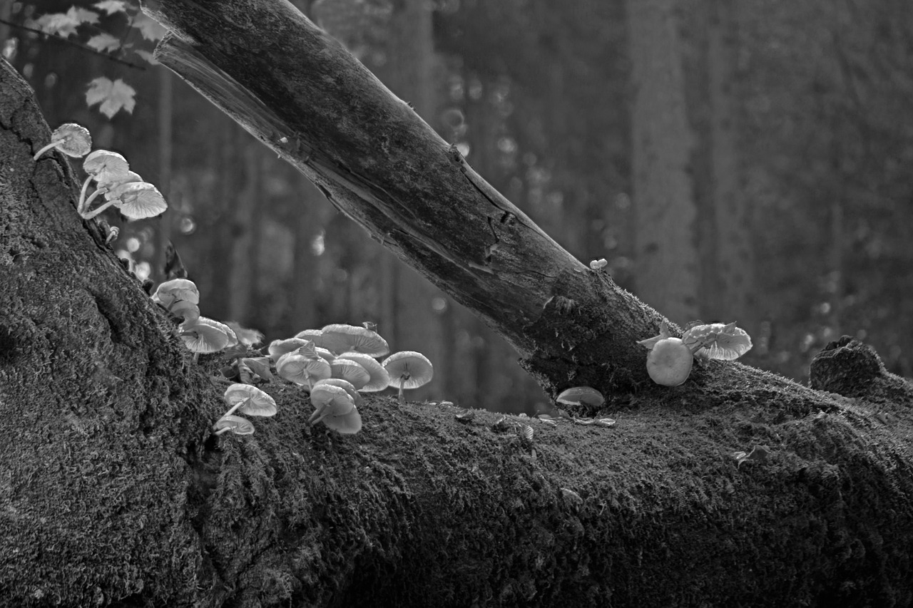 mushrooms  book mucus rüblinge  forest free photo