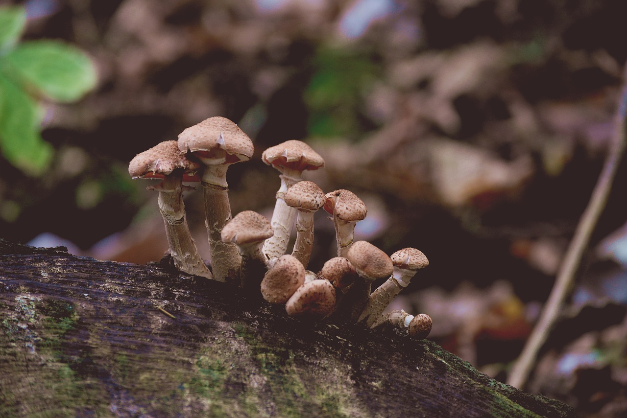 mushrooms  armillaria mellea  forest free photo