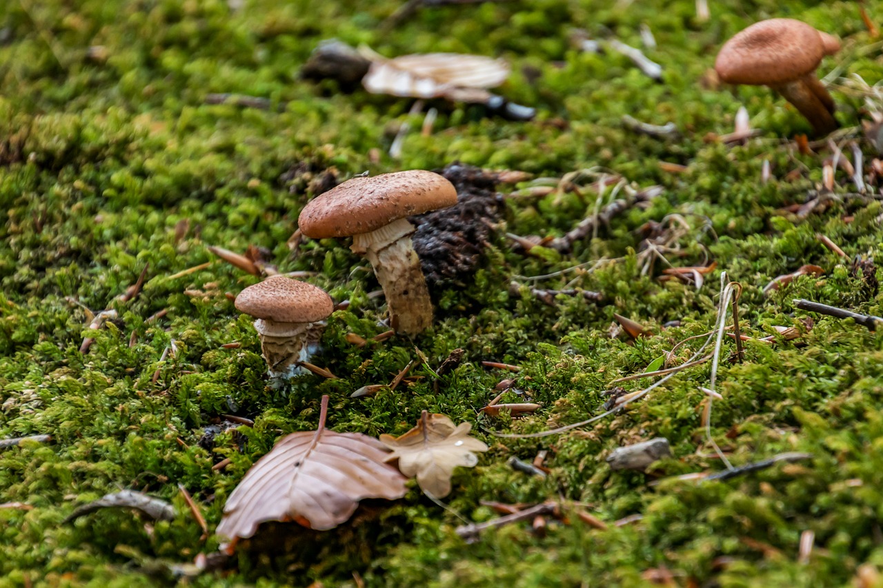 mushrooms  autumn  forest free photo