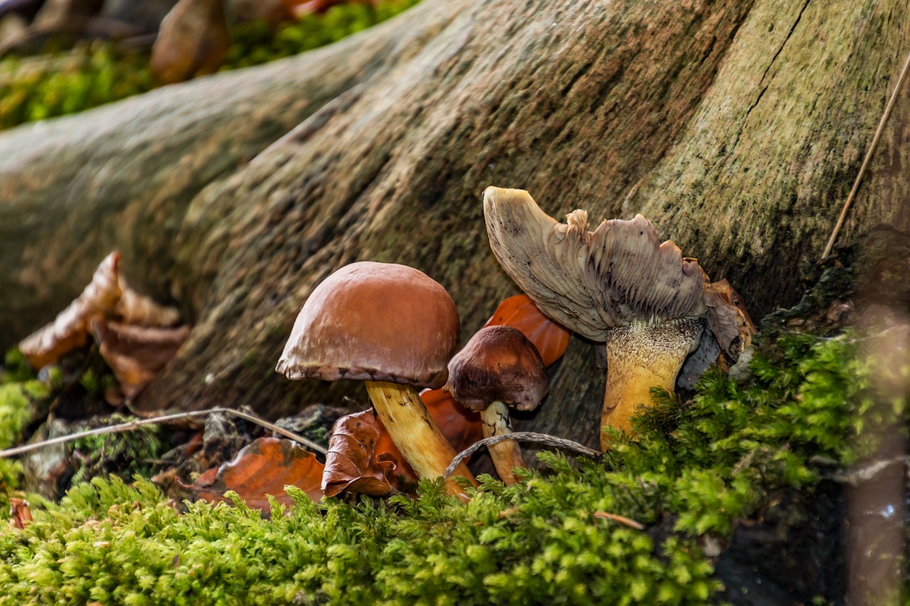 mushrooms  autumn  forest free photo