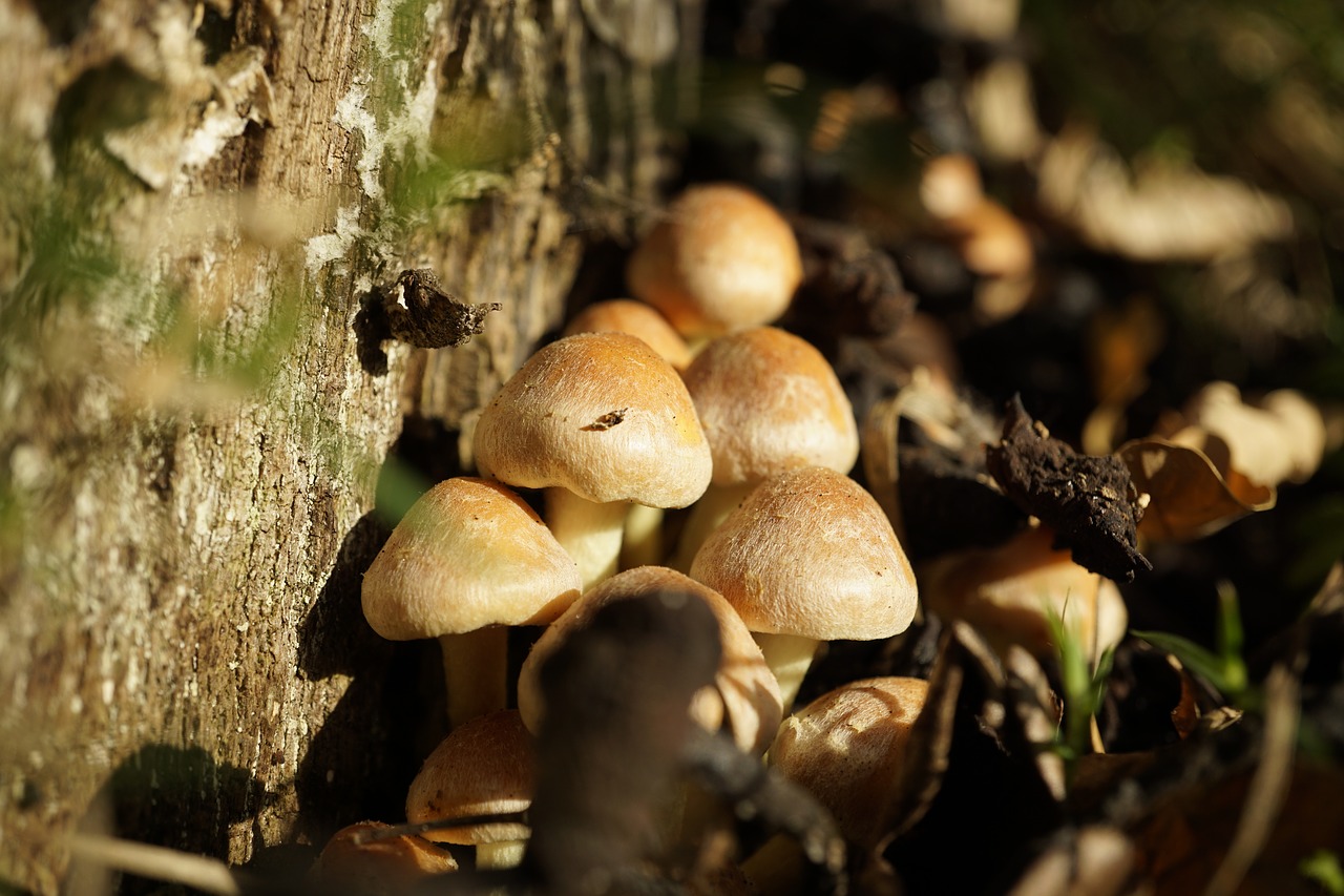 mushrooms  autumn  forest free photo
