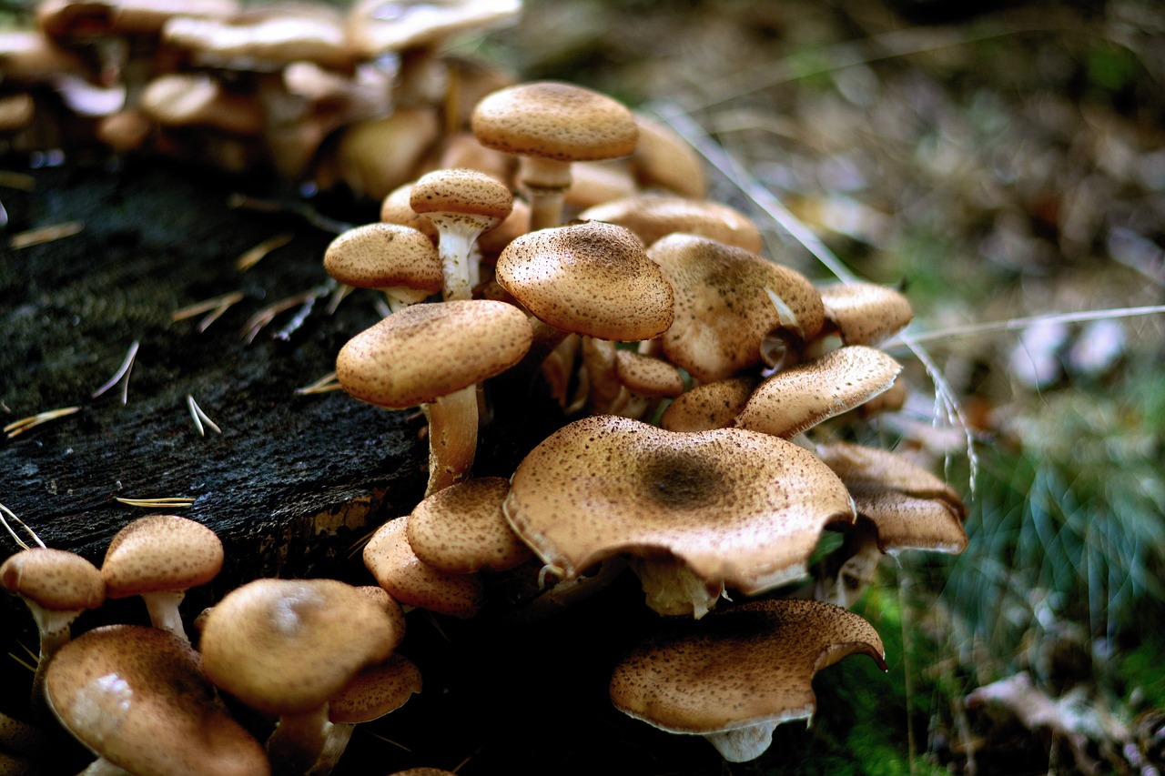 mushrooms  armillaria mellea  forest free photo