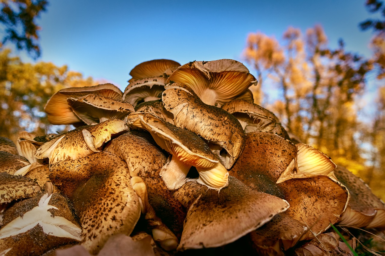 mushrooms  autumn  november free photo