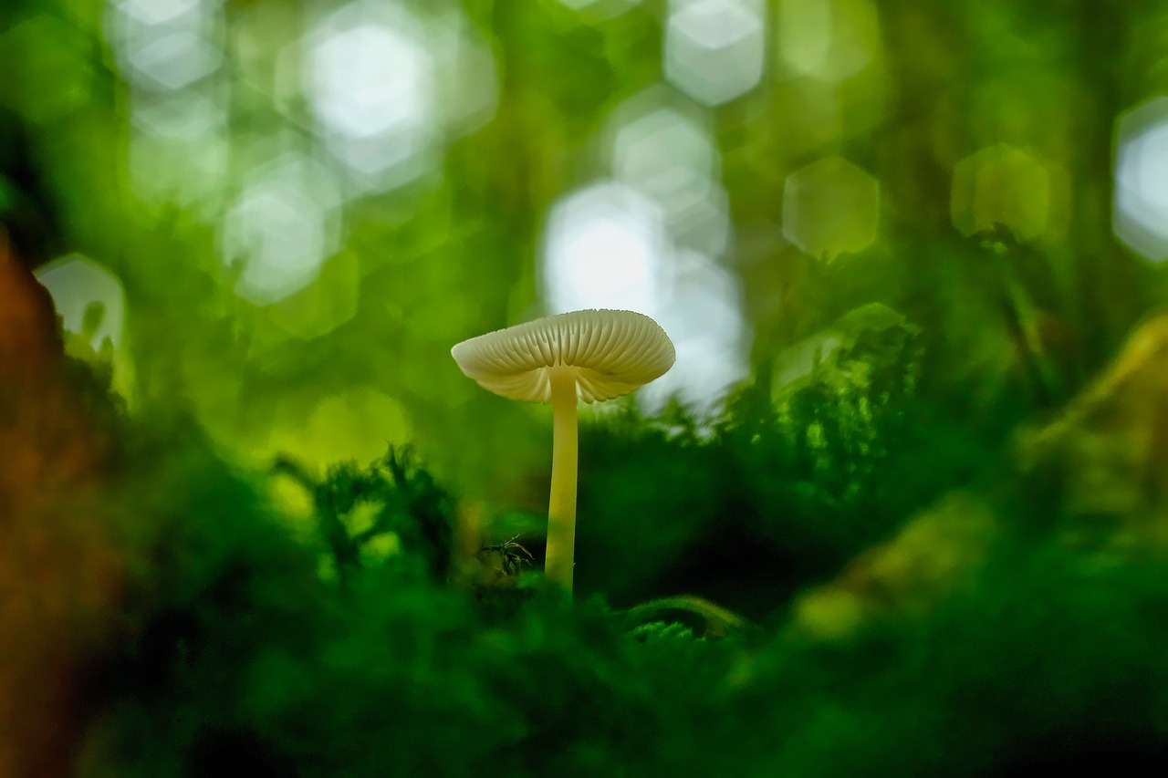 mushrooms  bokeh  meadow free photo