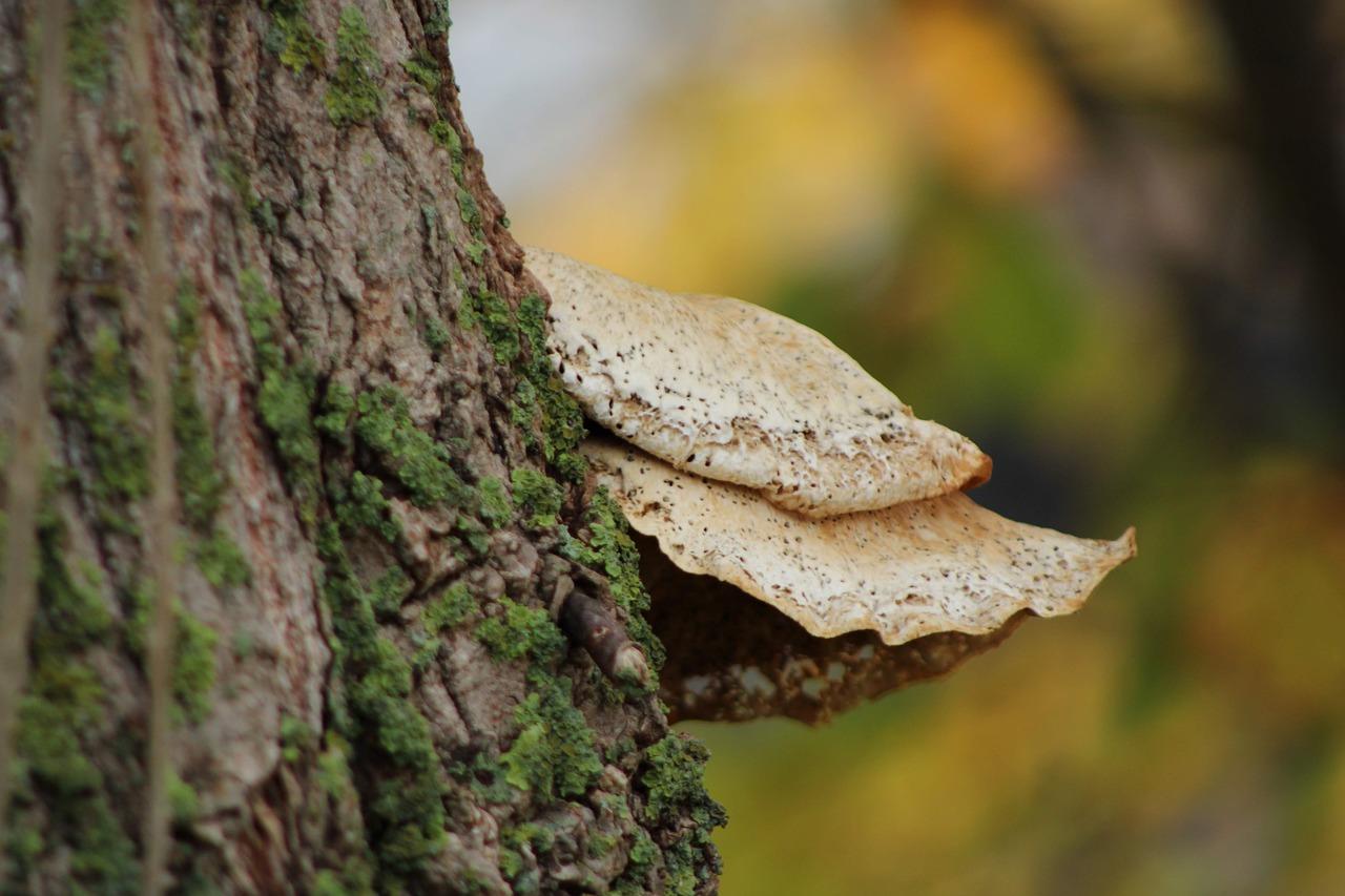 mushrooms  bark  tree free photo