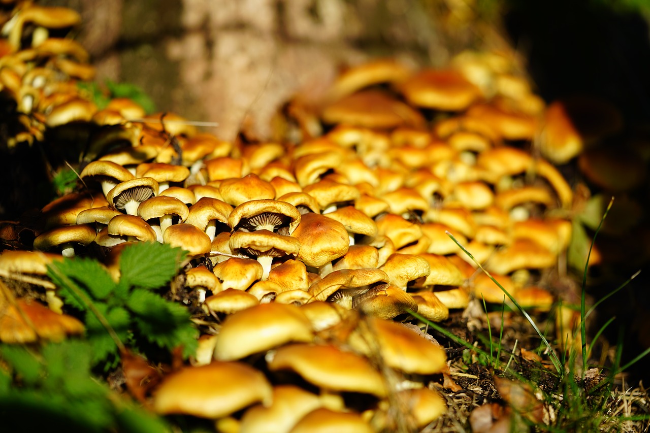 mushrooms  nameko  galerina free photo