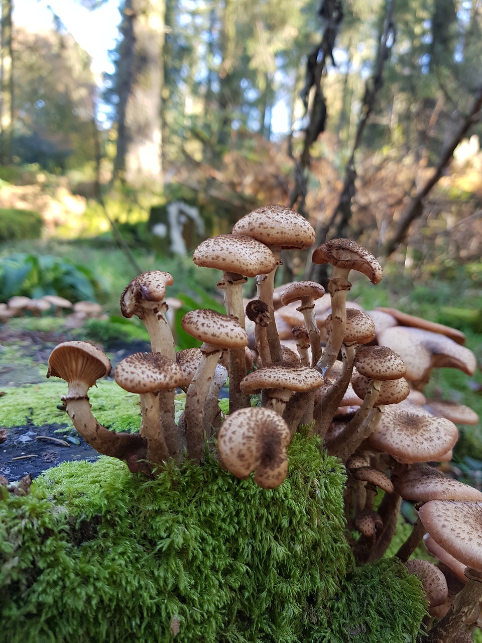 mushrooms  moss  beauty free photo