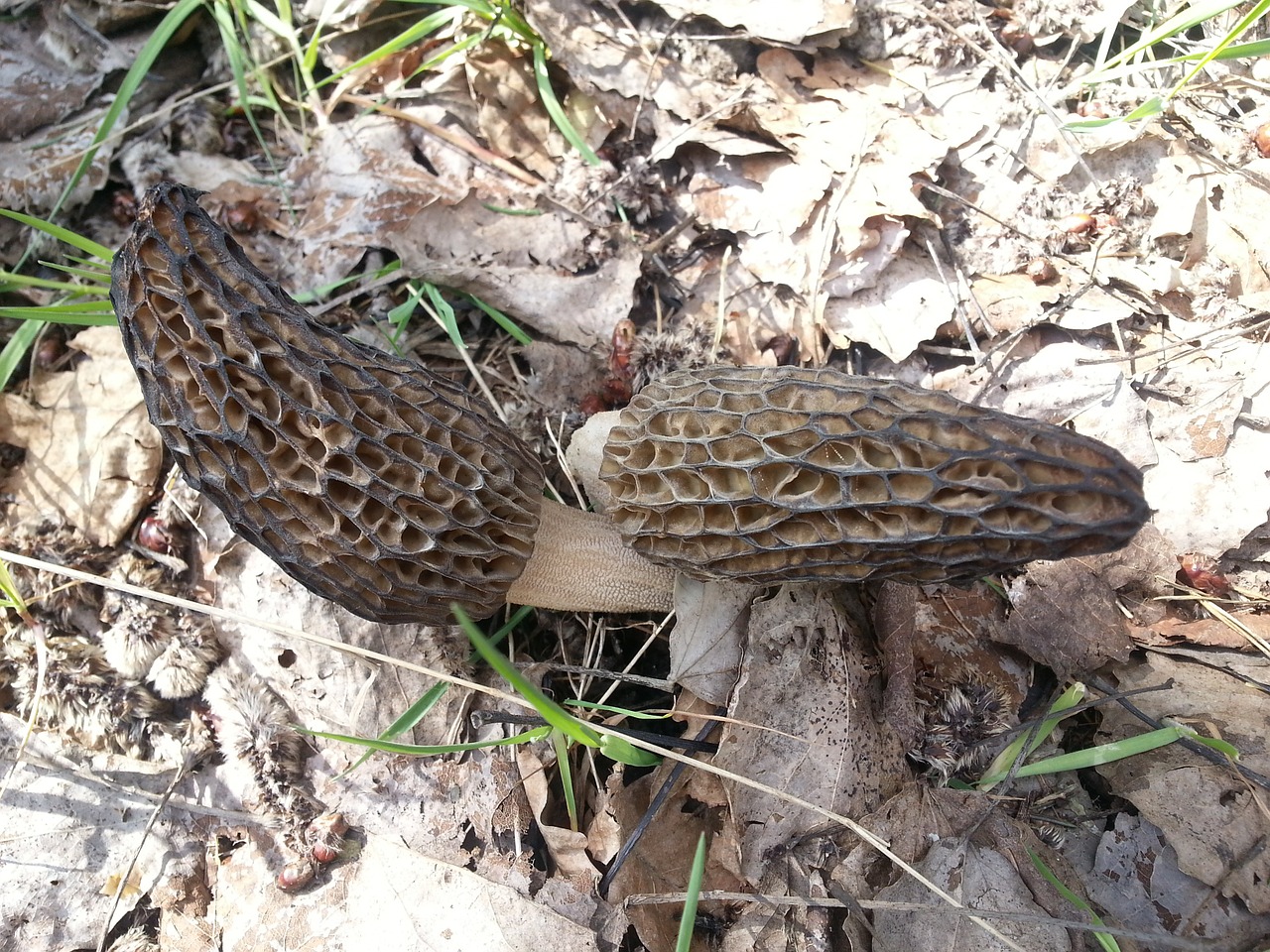 mushrooms morchella conica spring free photo