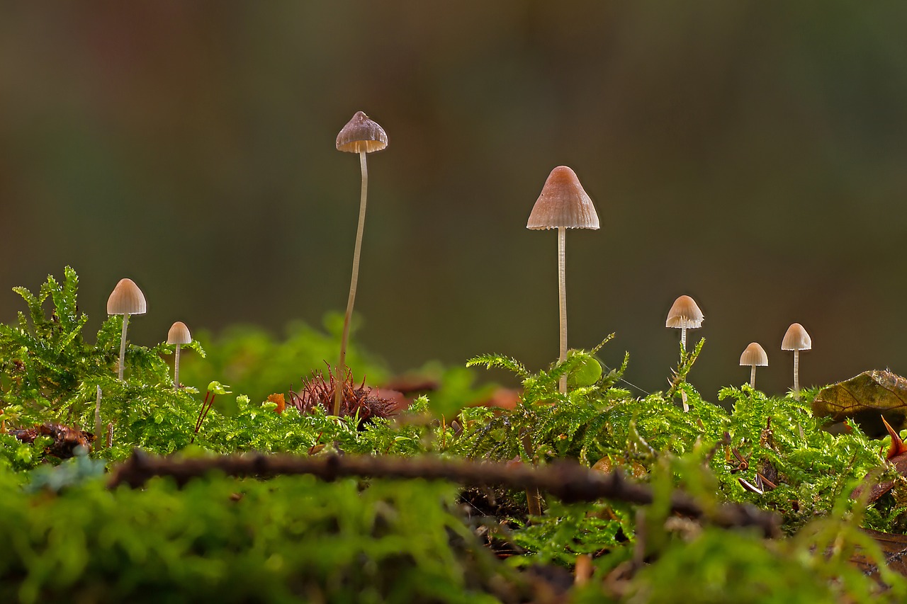 mushrooms  mini mushroom  sponge free photo