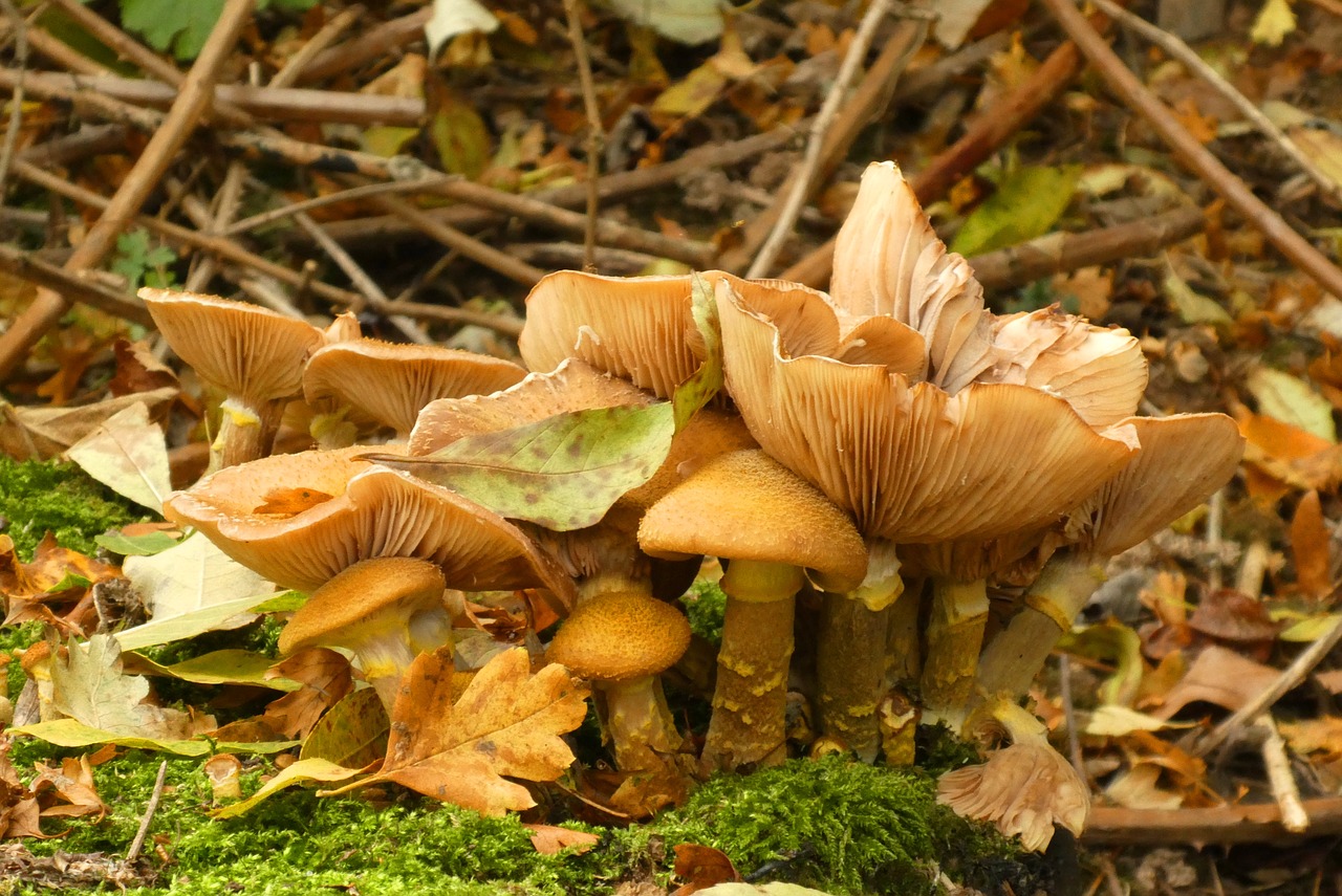 mushrooms  forest  autumn free photo