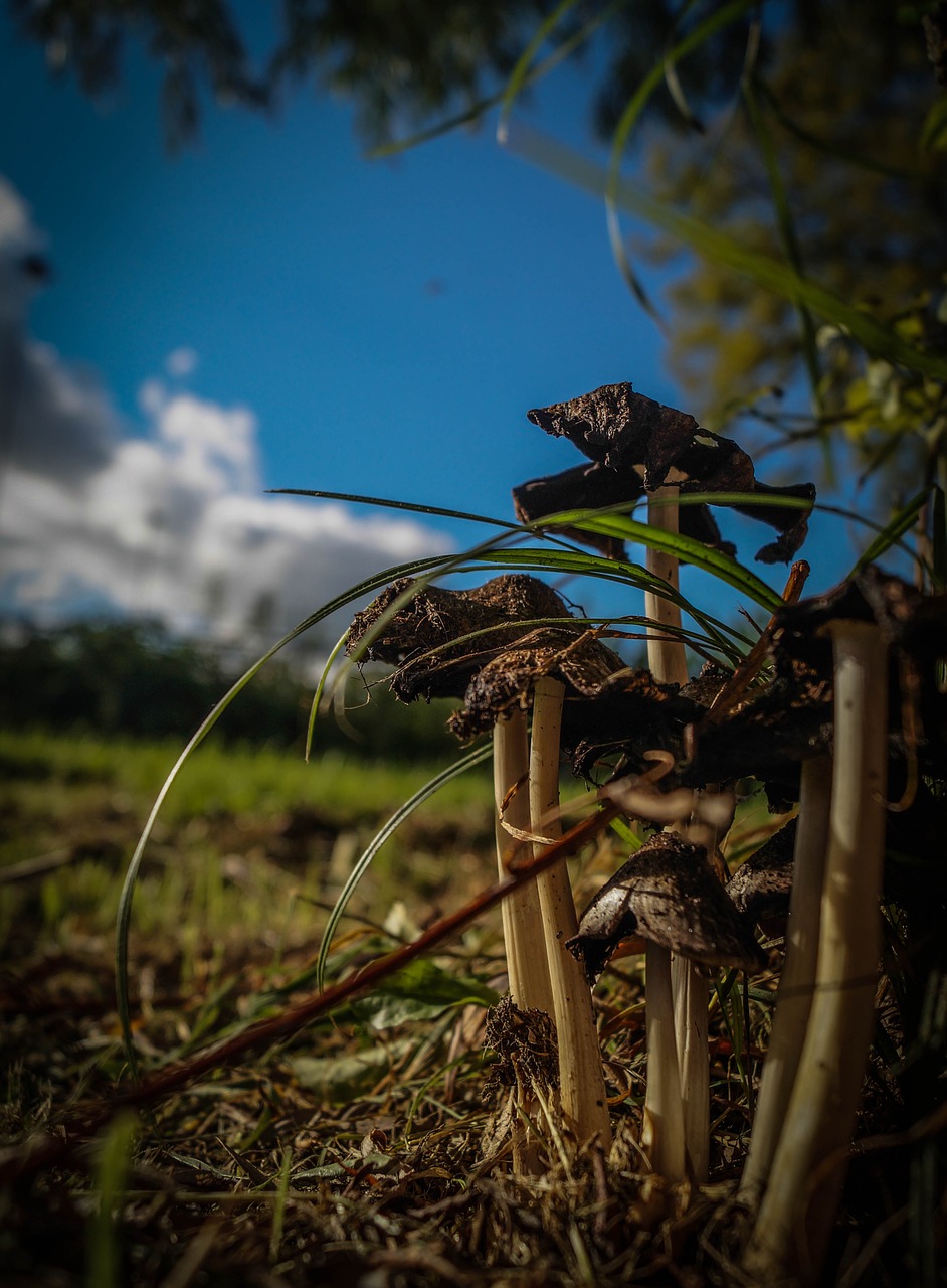 mushrooms fungus nature free photo