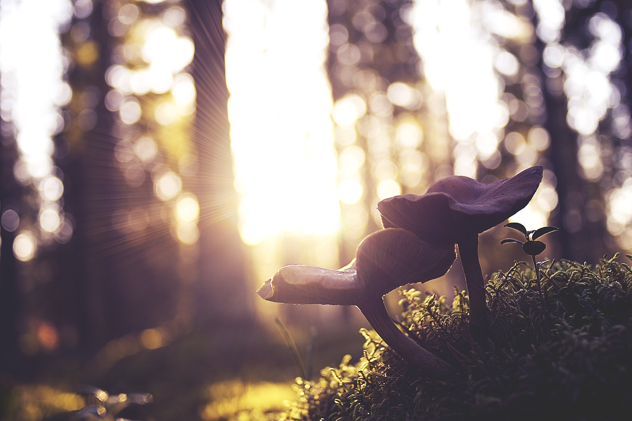 mushrooms  forest  nature free photo