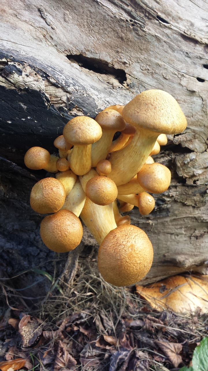 mushrooms  wood  nature free photo