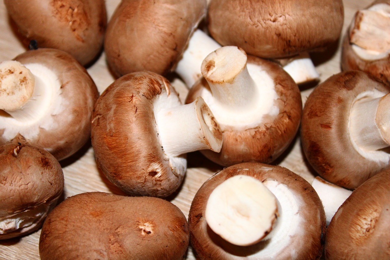 mushrooms  food  healthy free photo