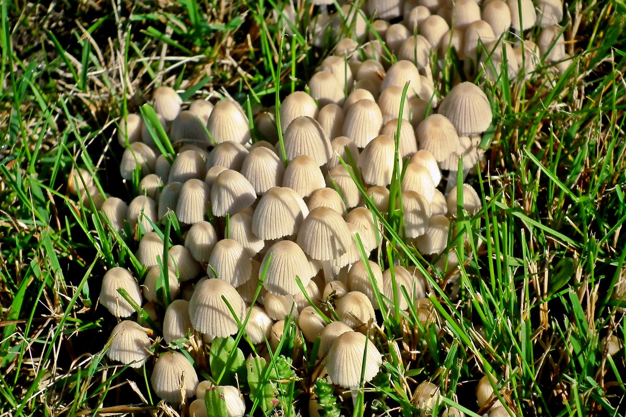 mushrooms  meadow  autumn free photo