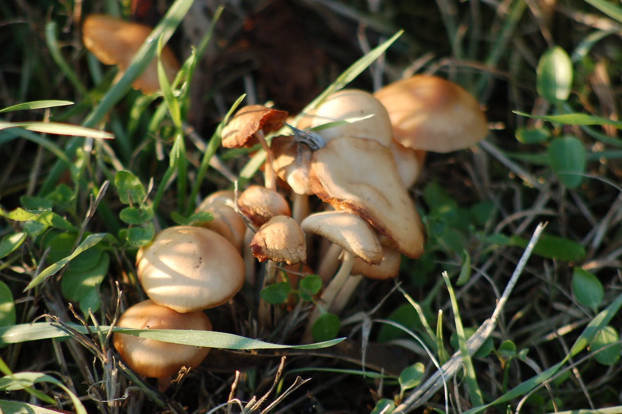 mushrooms  prato  autumn free photo