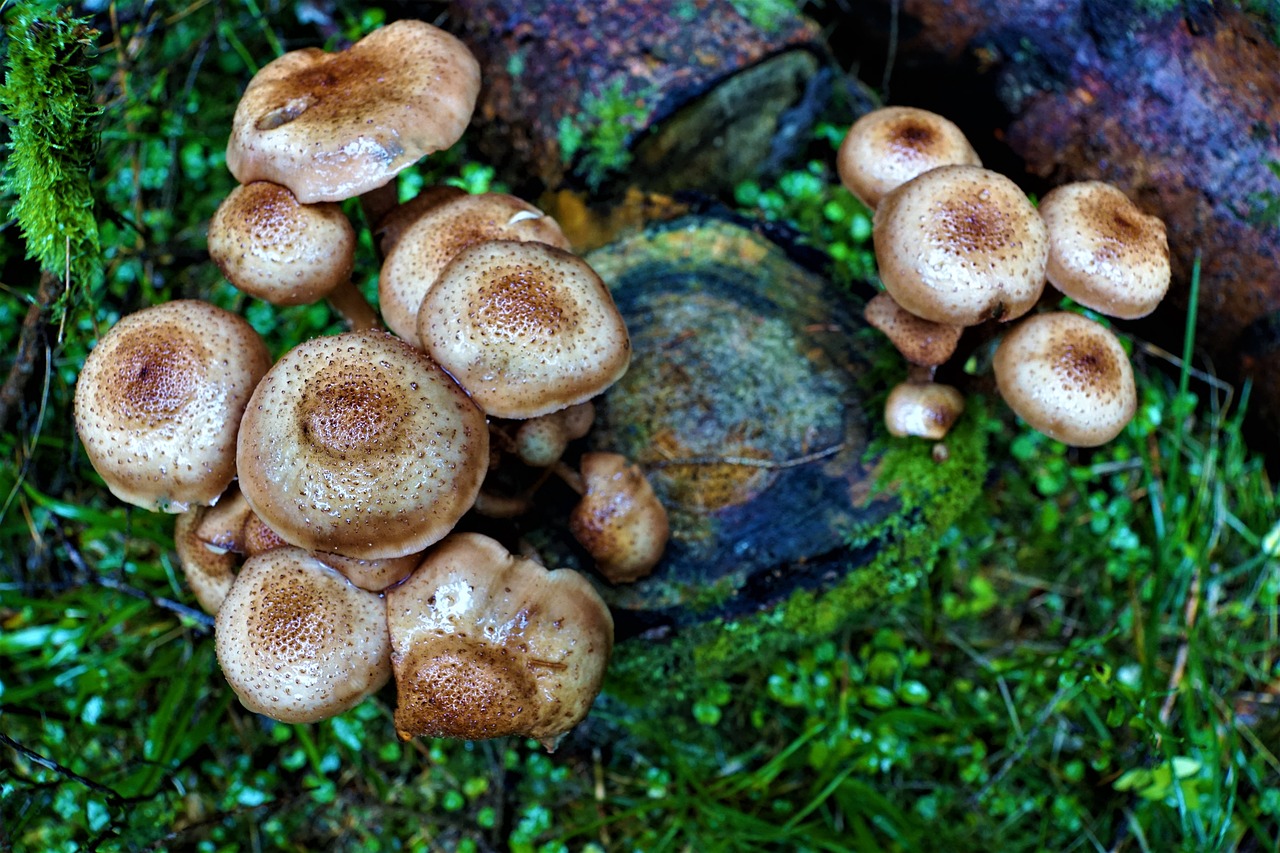 mushrooms  nature  eat free photo