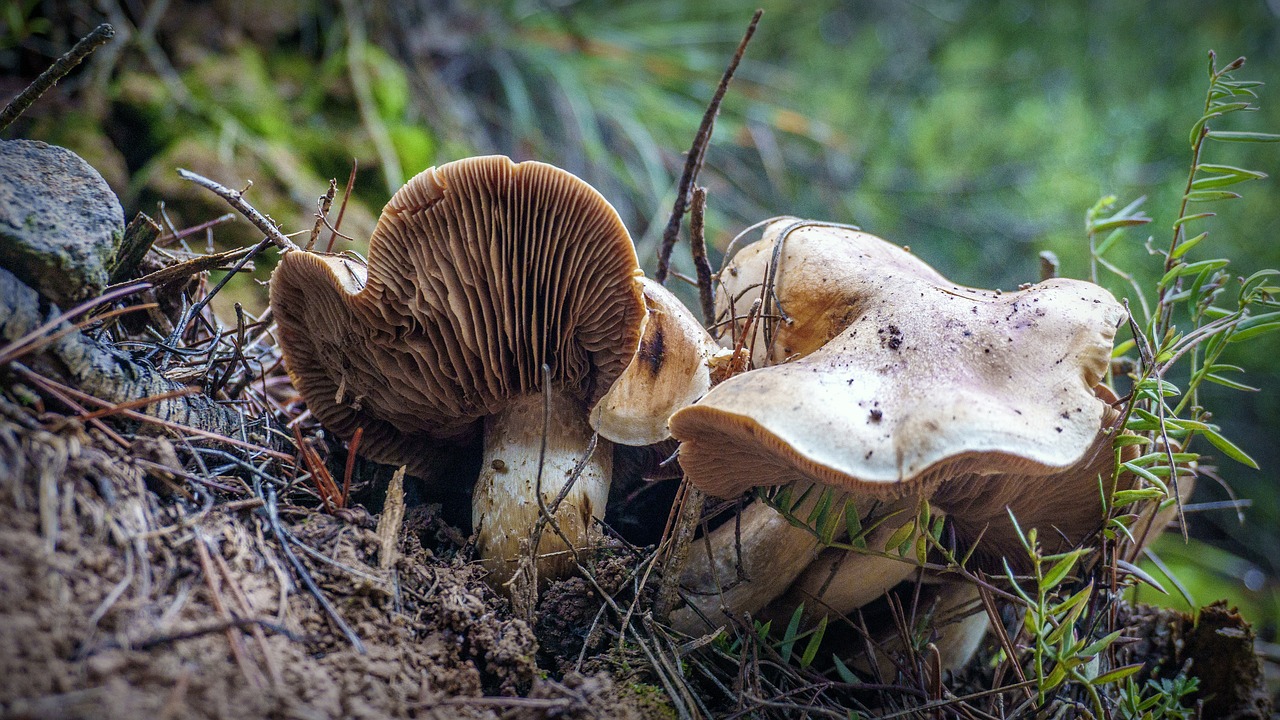 mushrooms  forest  autumn free photo