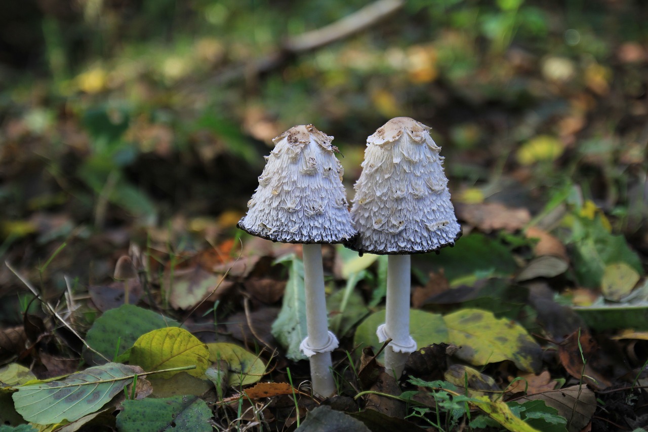 mushrooms  forest  nature free photo