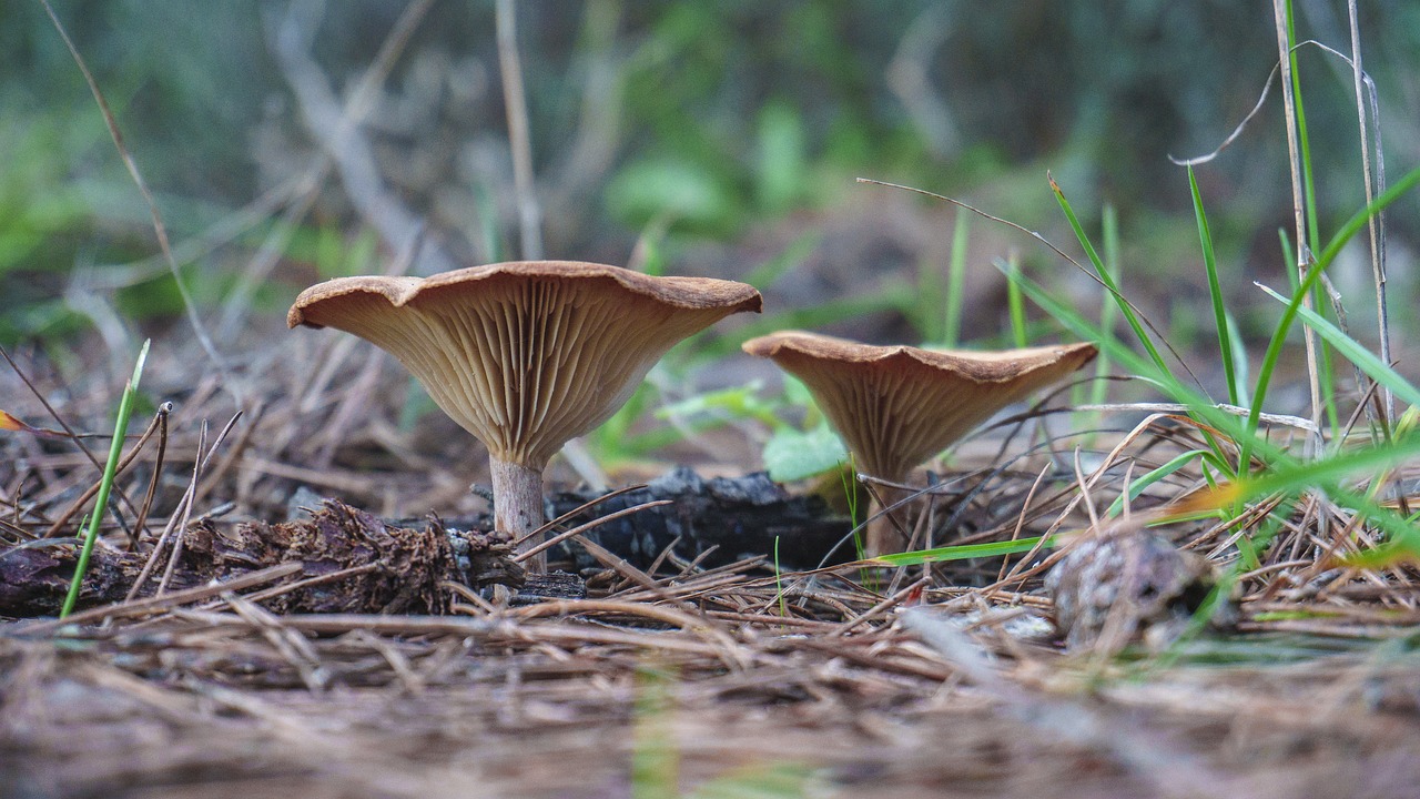 mushrooms  fungi  autumn free photo
