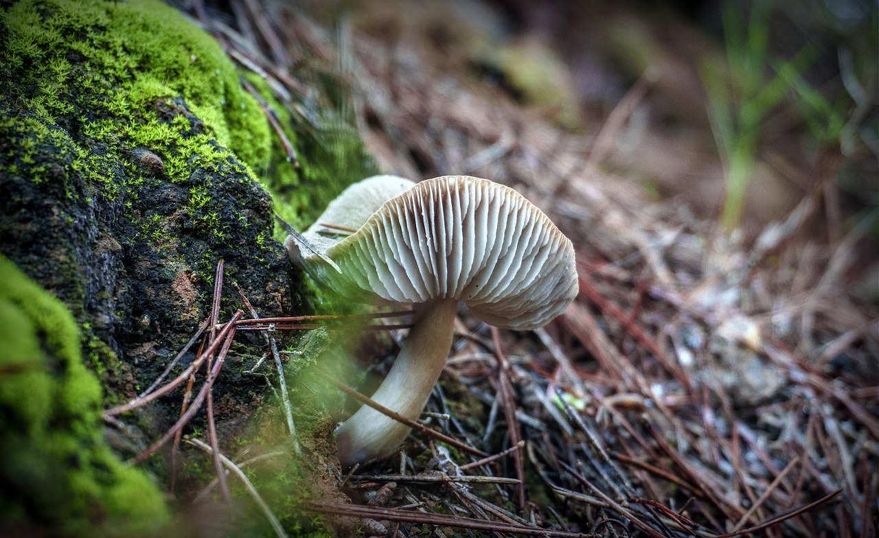 mushrooms  fungi  autumn free photo