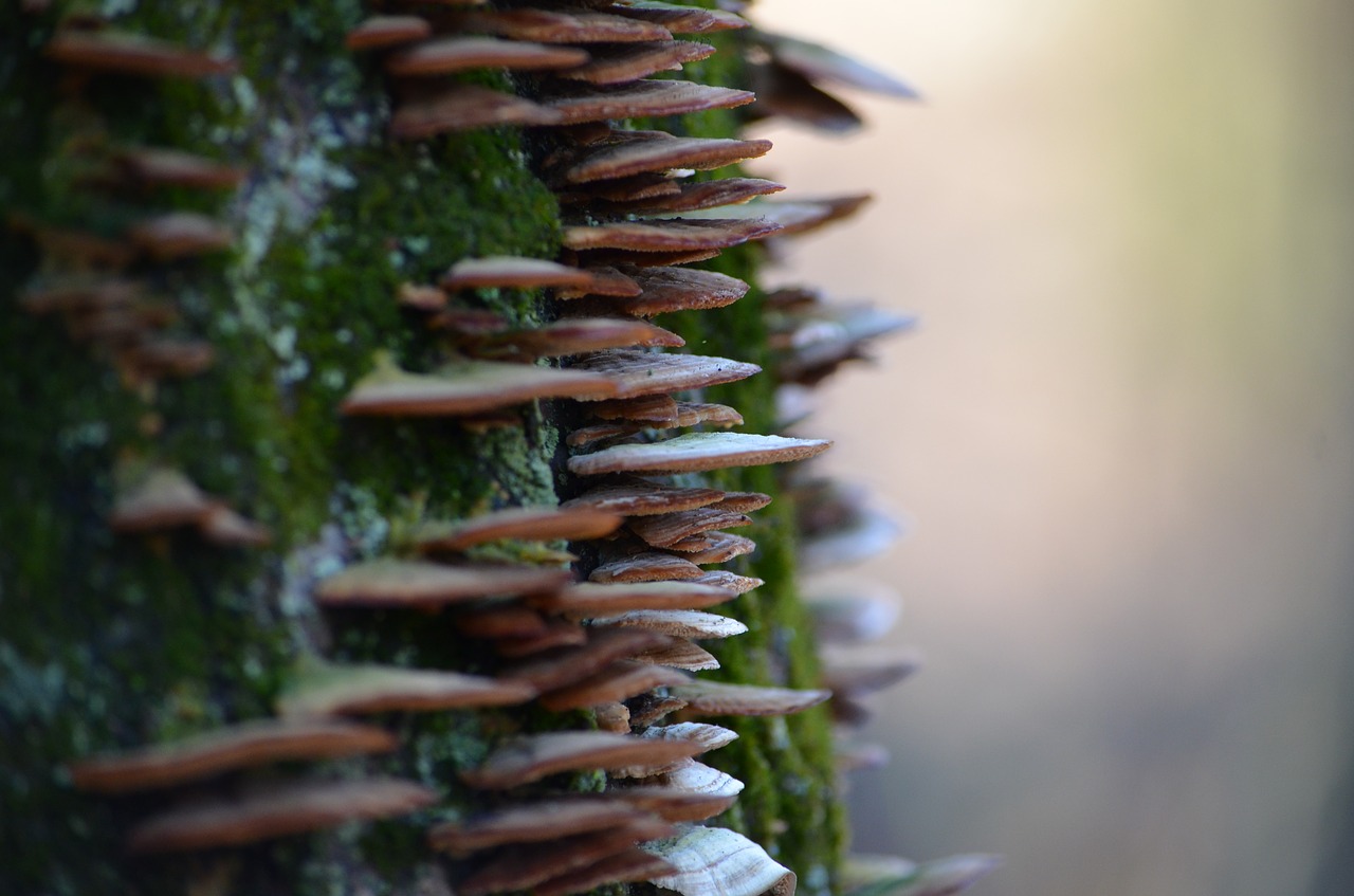 mushrooms  woods  tree free photo