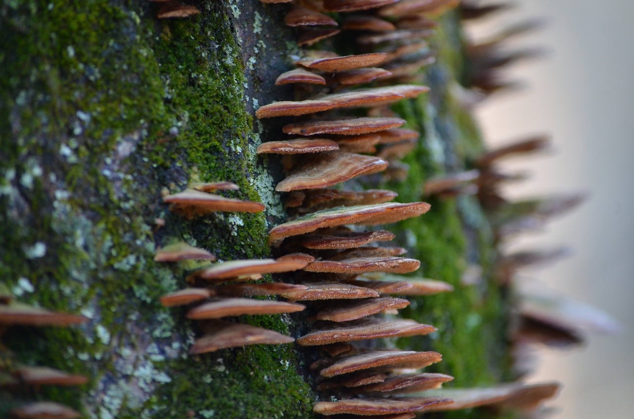 mushrooms  steps  fairy free photo