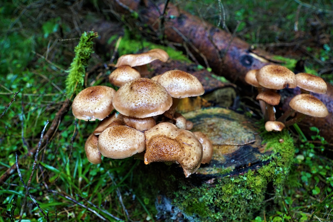 mushrooms  delicious  forest free photo
