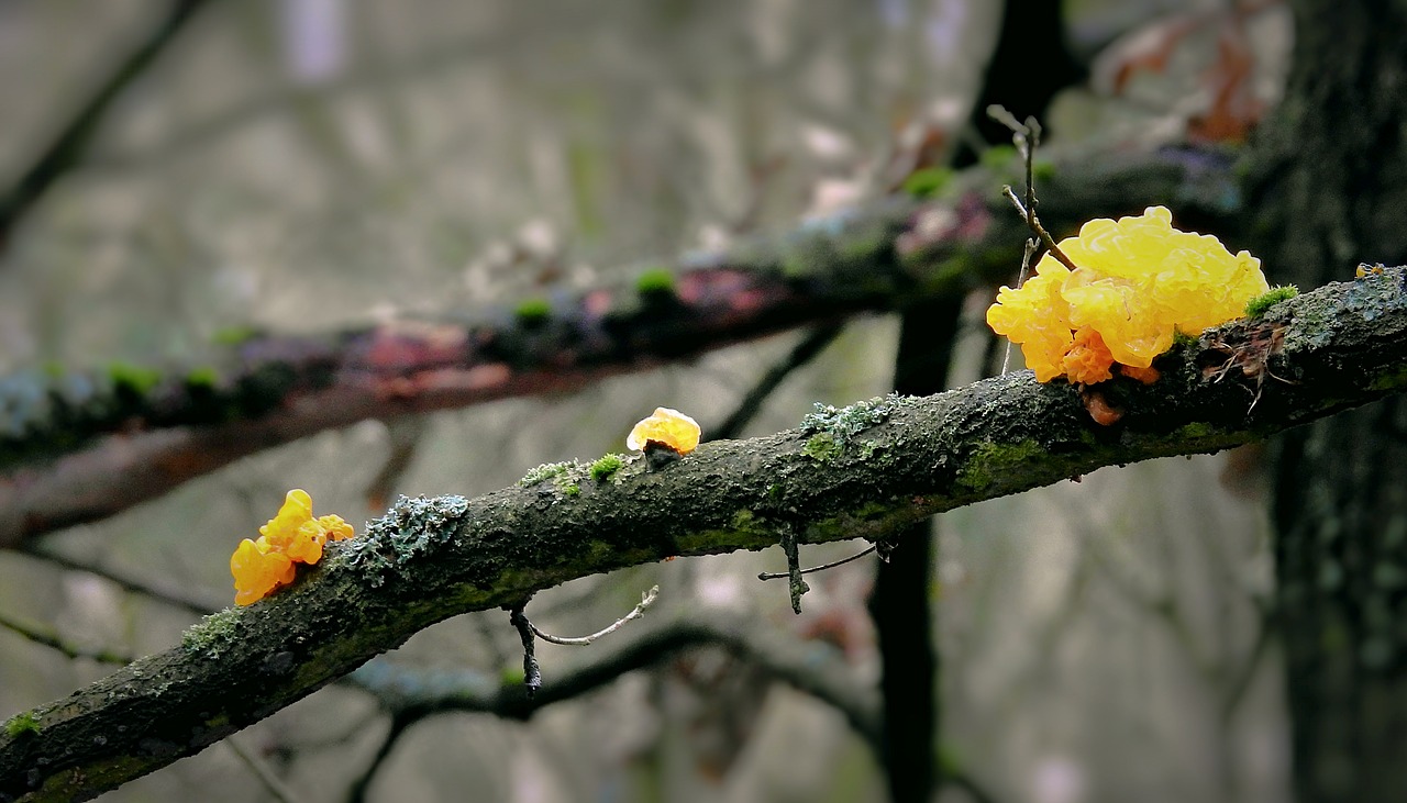 mushrooms  parasites  forest free photo