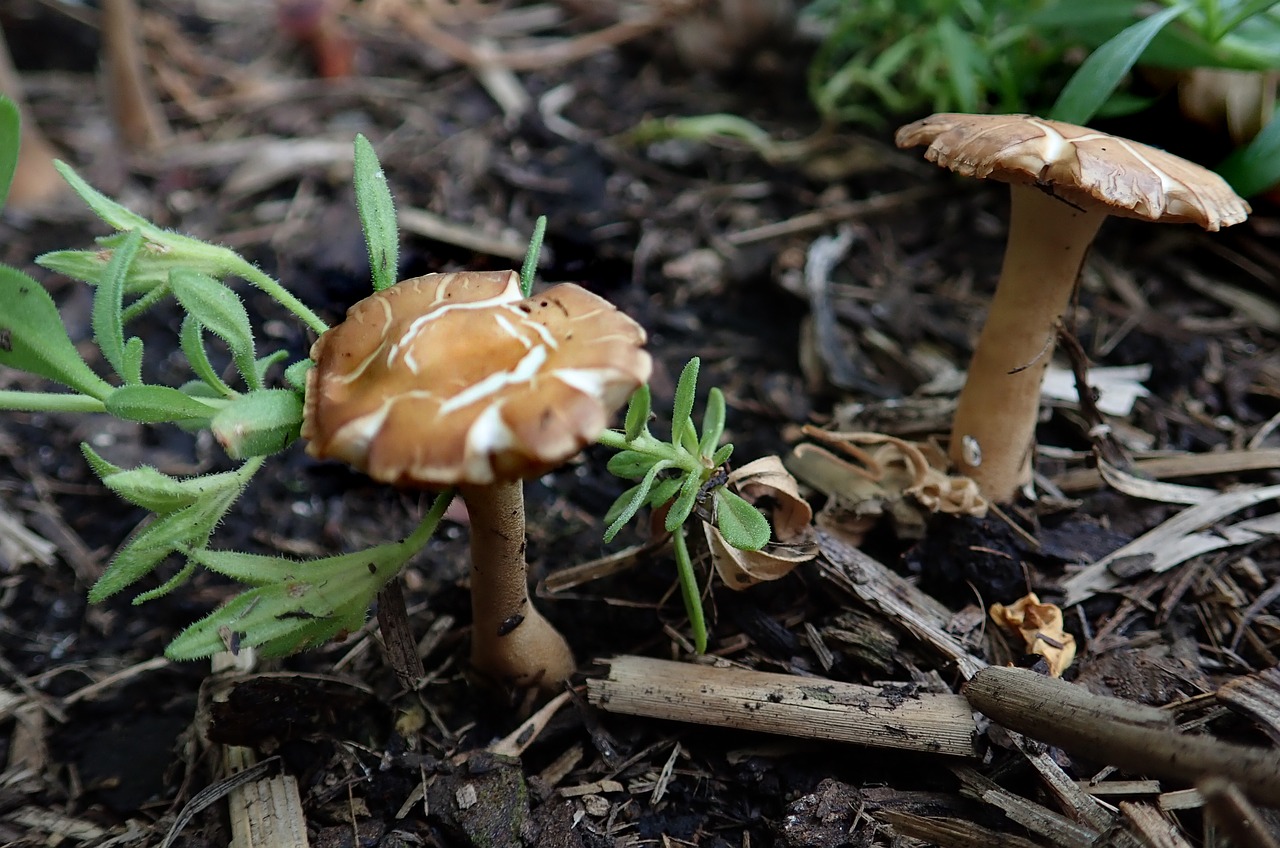 mushrooms  fungi  toadstool free photo