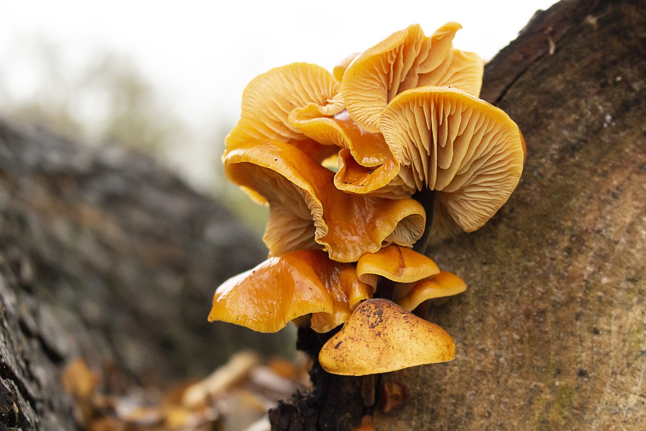 mushrooms  forest  autumn free photo