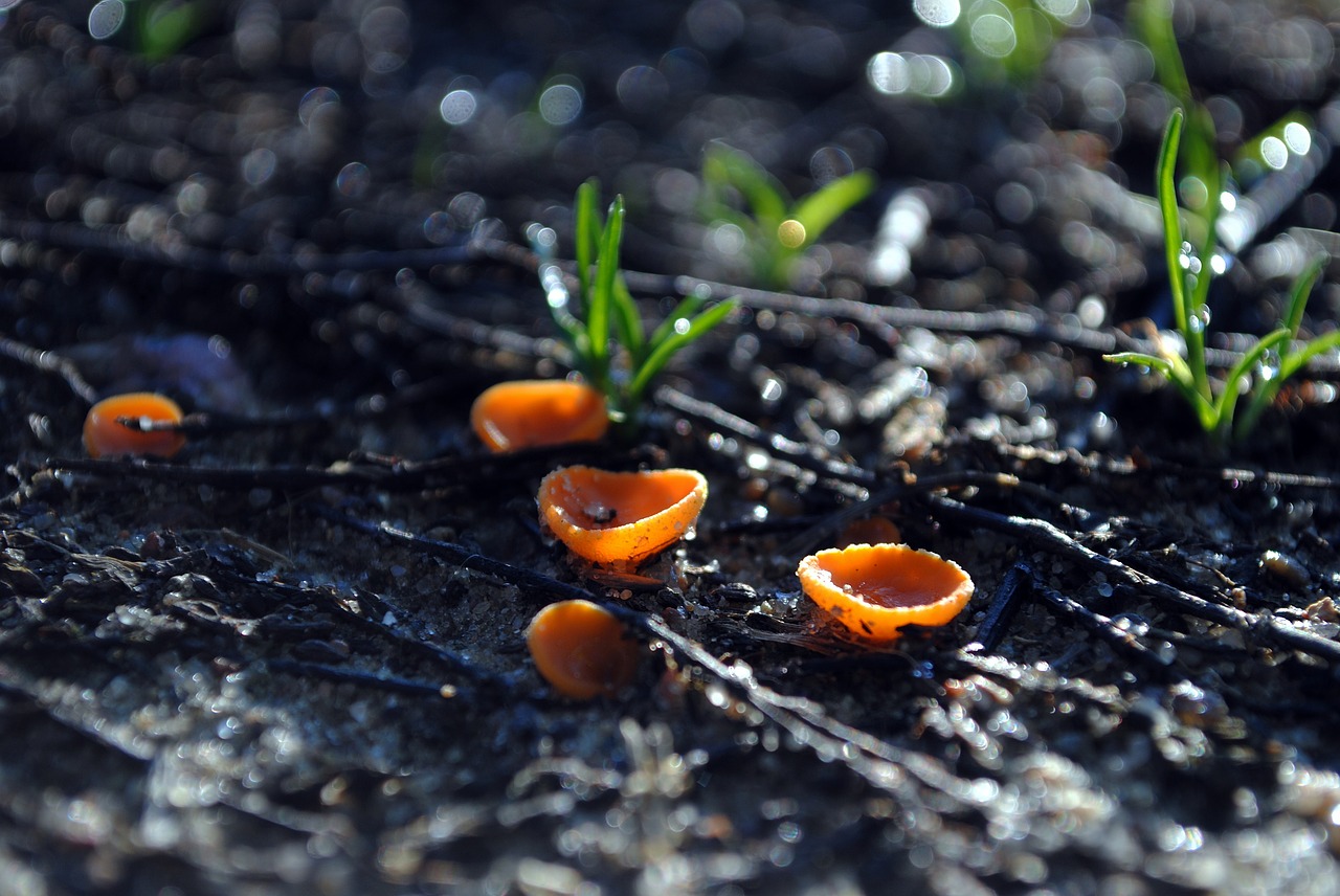 mushrooms  mushroom  forest free photo