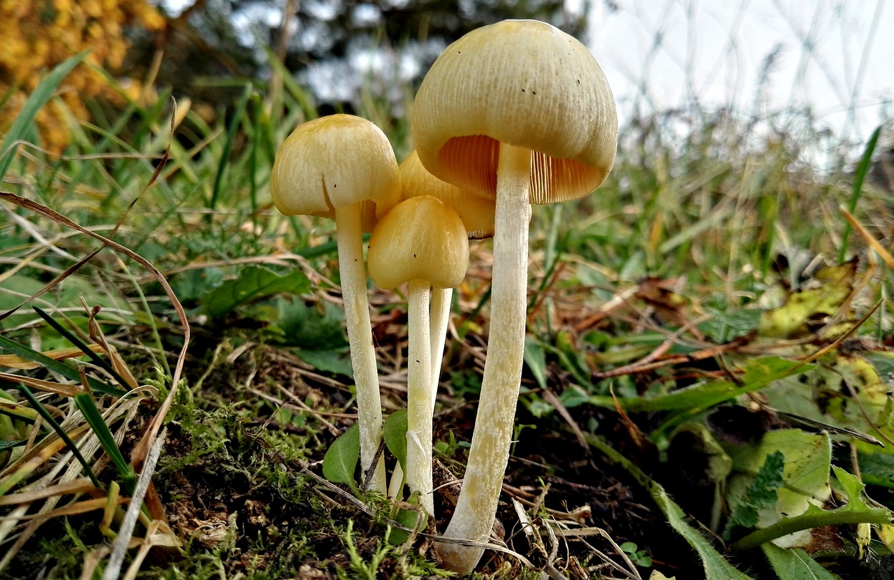 mushrooms  mushroom  forest free photo