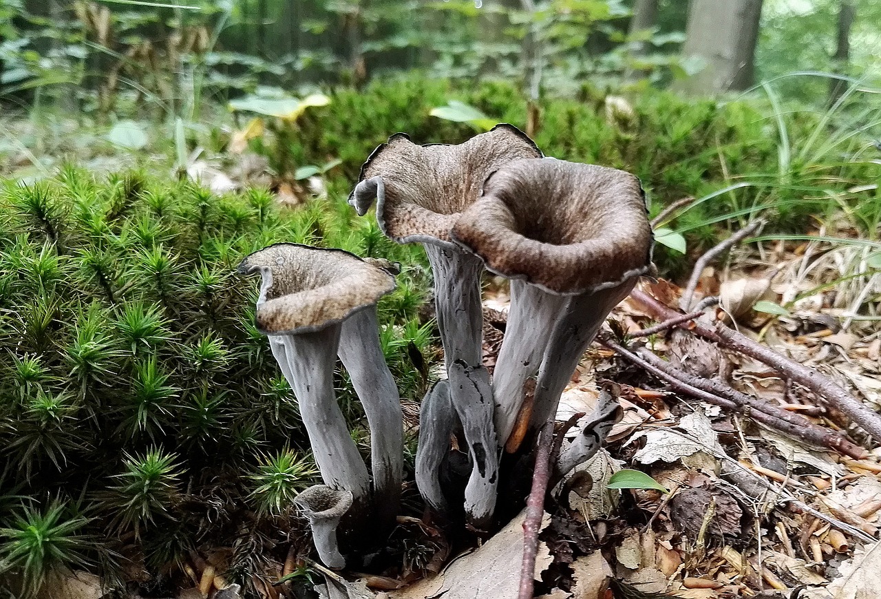 mushrooms  mushroom  forest free photo